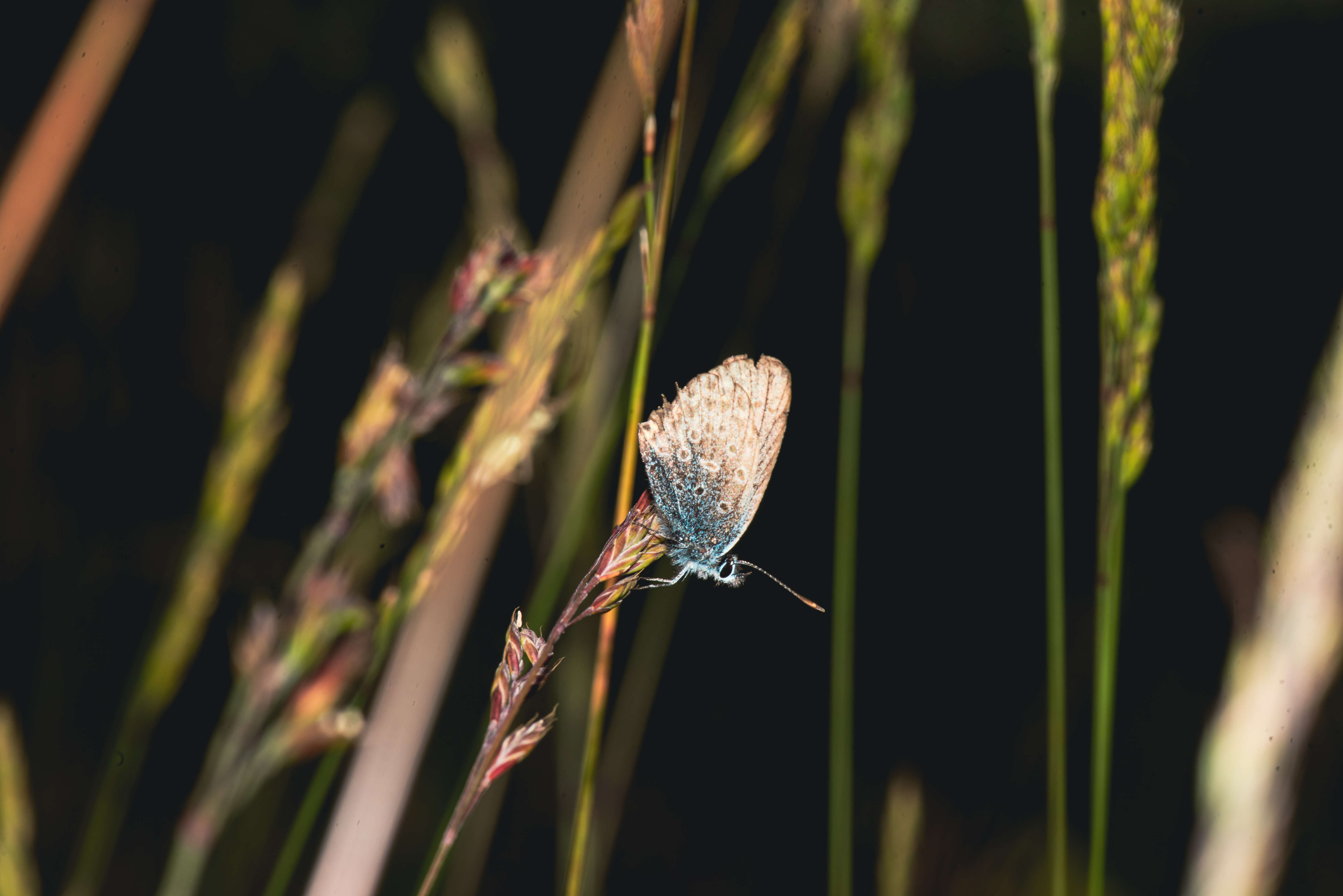 Image of Plebejus idas