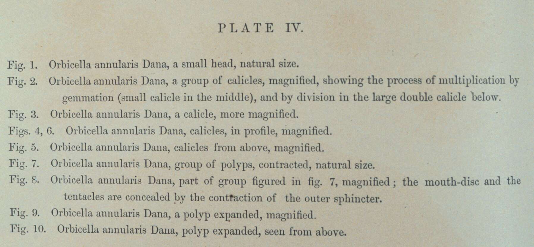 Plancia ëd Orbicella annularis (Ellis & Solander 1786)