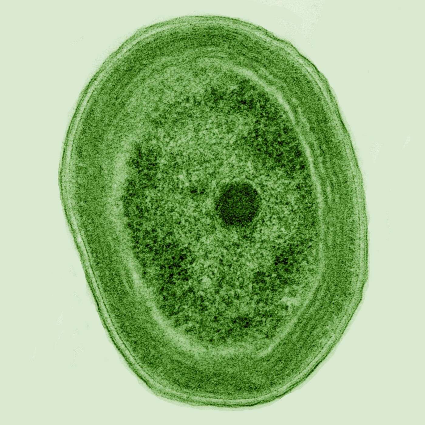 Image de Prochlorococcus