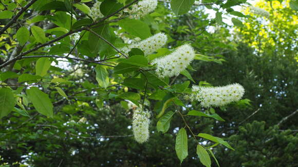 Image of Prunus grayana Maxim.