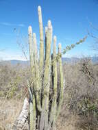 Pilosocereus quadricentralis (E. Y. Dawson) Backeb. resmi