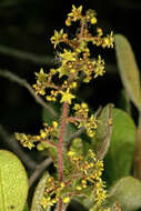 Image of blue-fruited crowberry