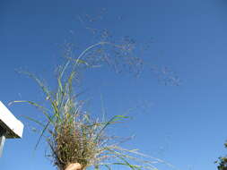 Image of Australian lovegrass