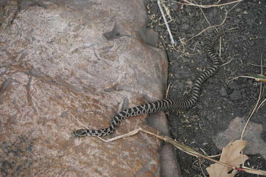 Image of Pantherophis ramspotti Crother, White, Savage, Eckstut, Graham & Gardner 2011