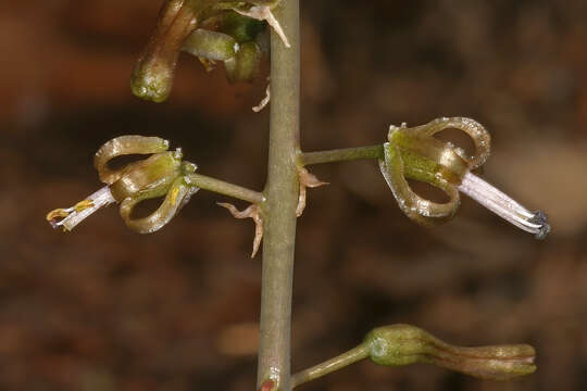 Image of Satin squill