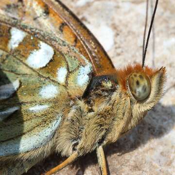 Image of High brown fritillary