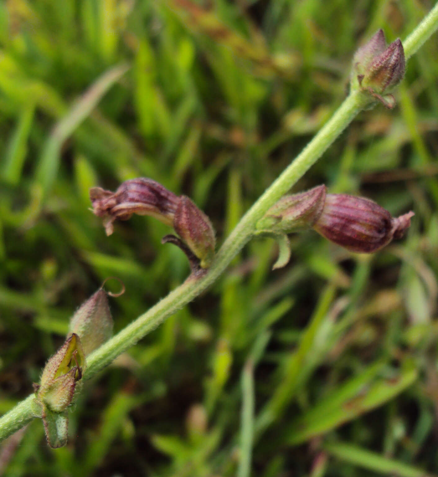 Image of Centranthera indica (L.) Gamble