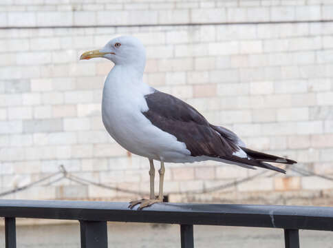 Image of Lesser Black-backed Gull