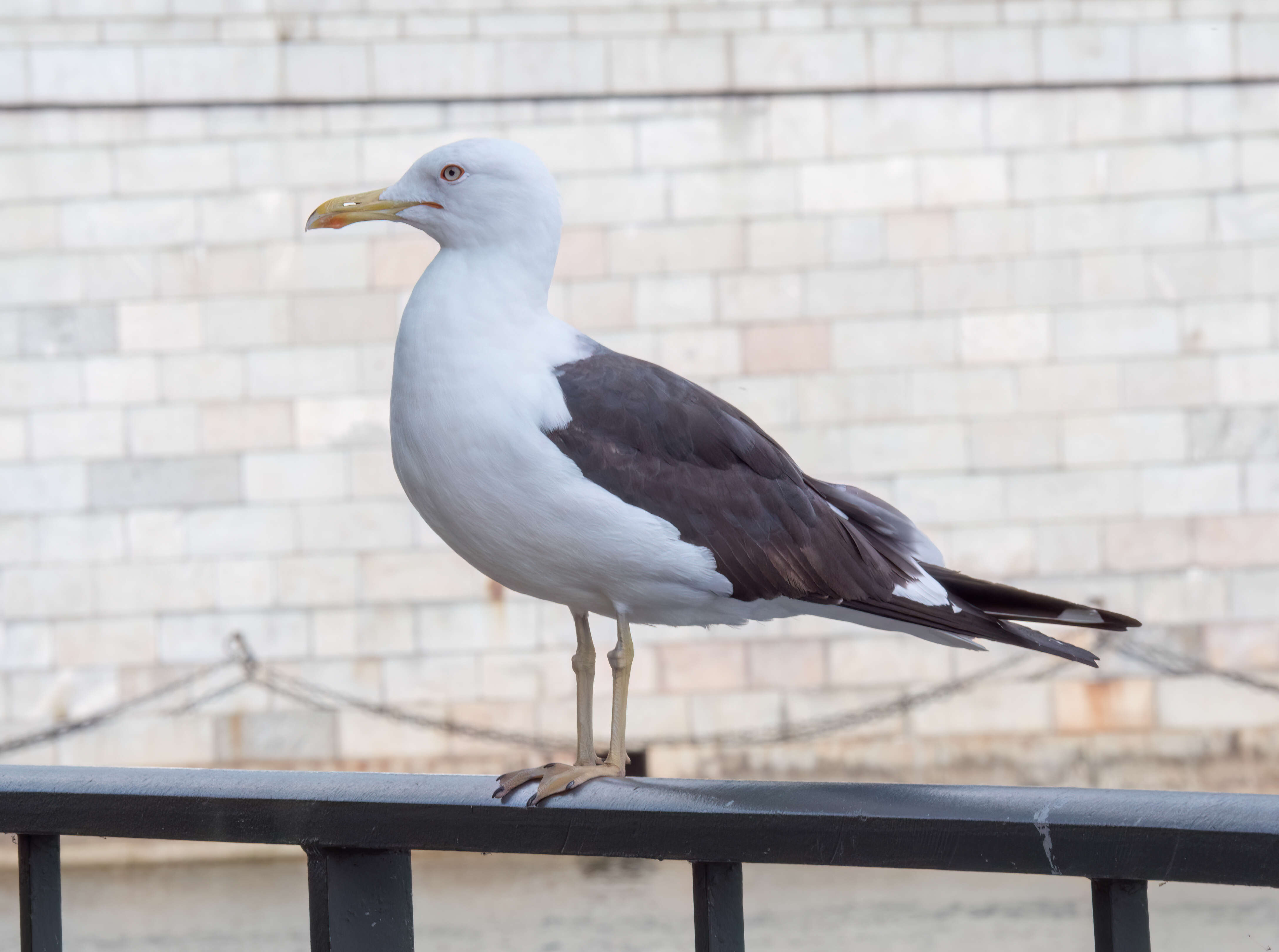 Image of Lesser Black-backed Gull