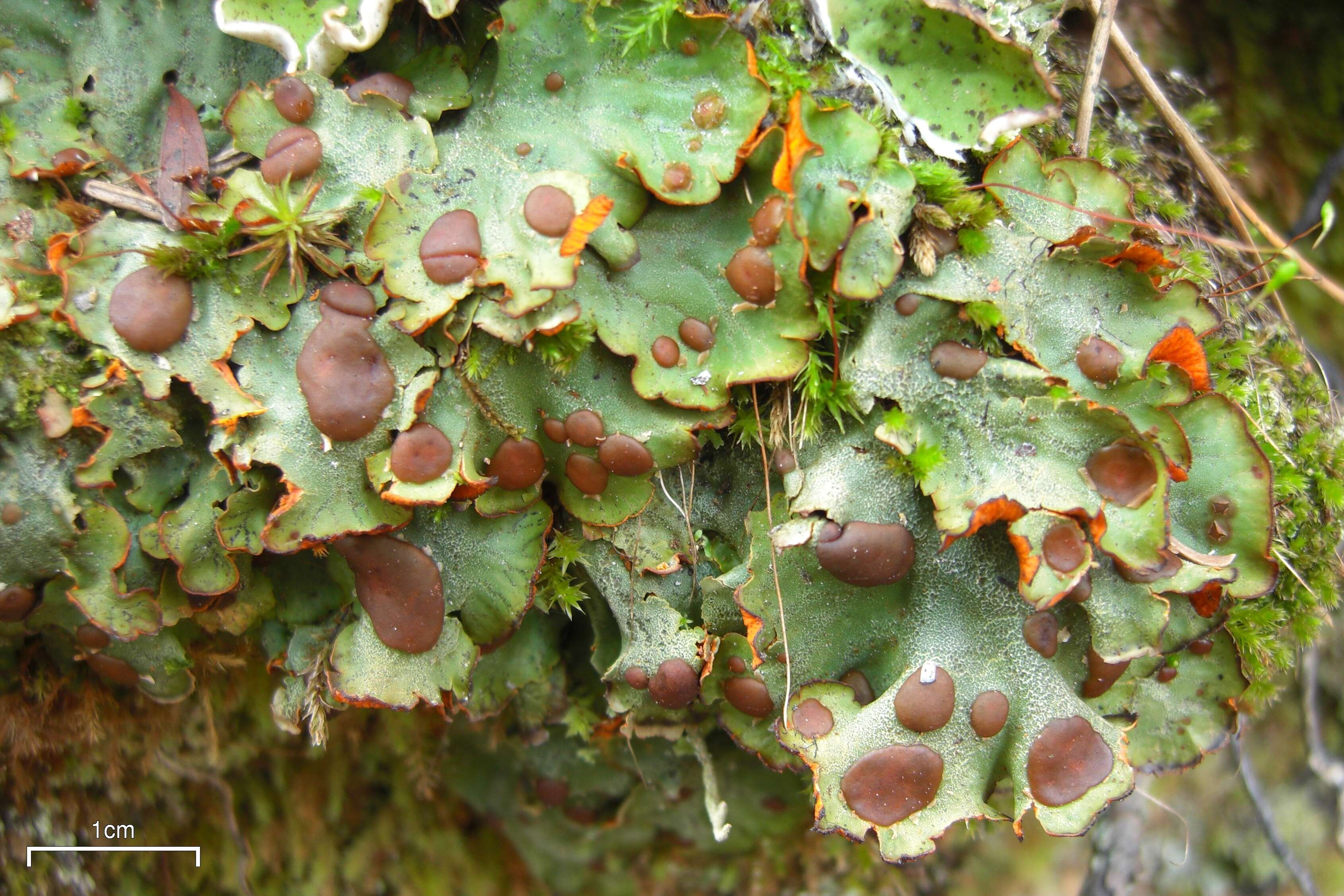 Image of chocolate chip lichen