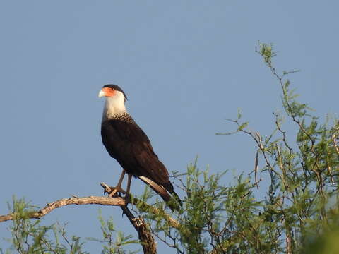 Image of Caracara Merrem 1826