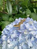 Image of Japanese Grass Lizard