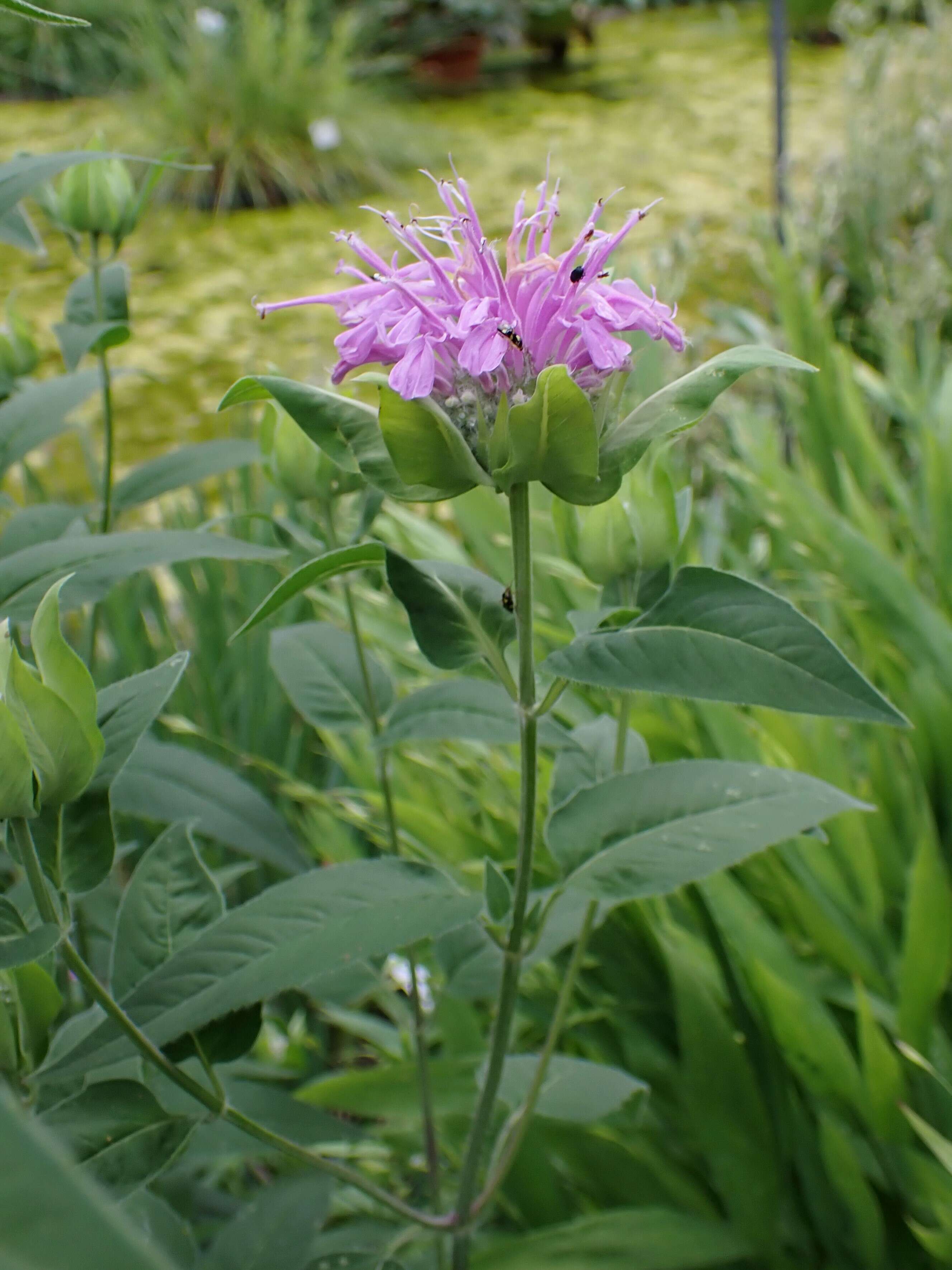 Image of wild bergamot