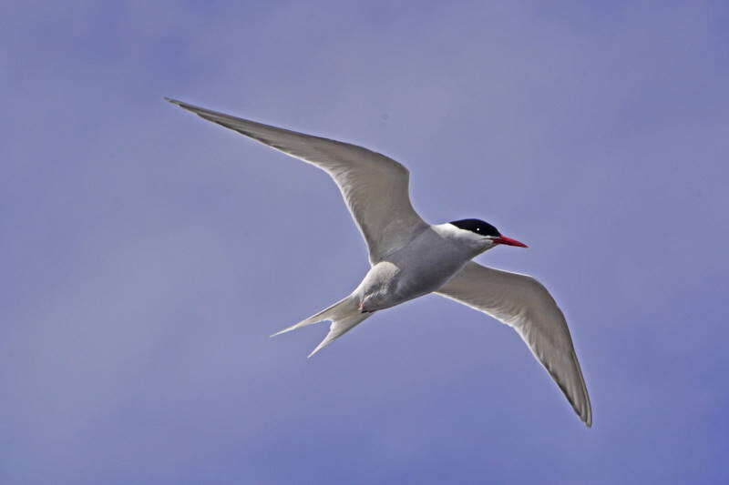 Image of Antarctic Tern