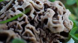 Image of Morchella vulgaris