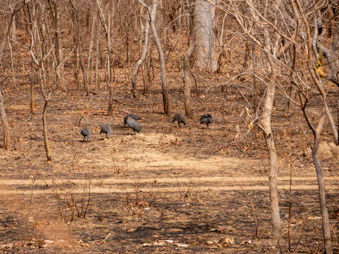 Image of guineafowls