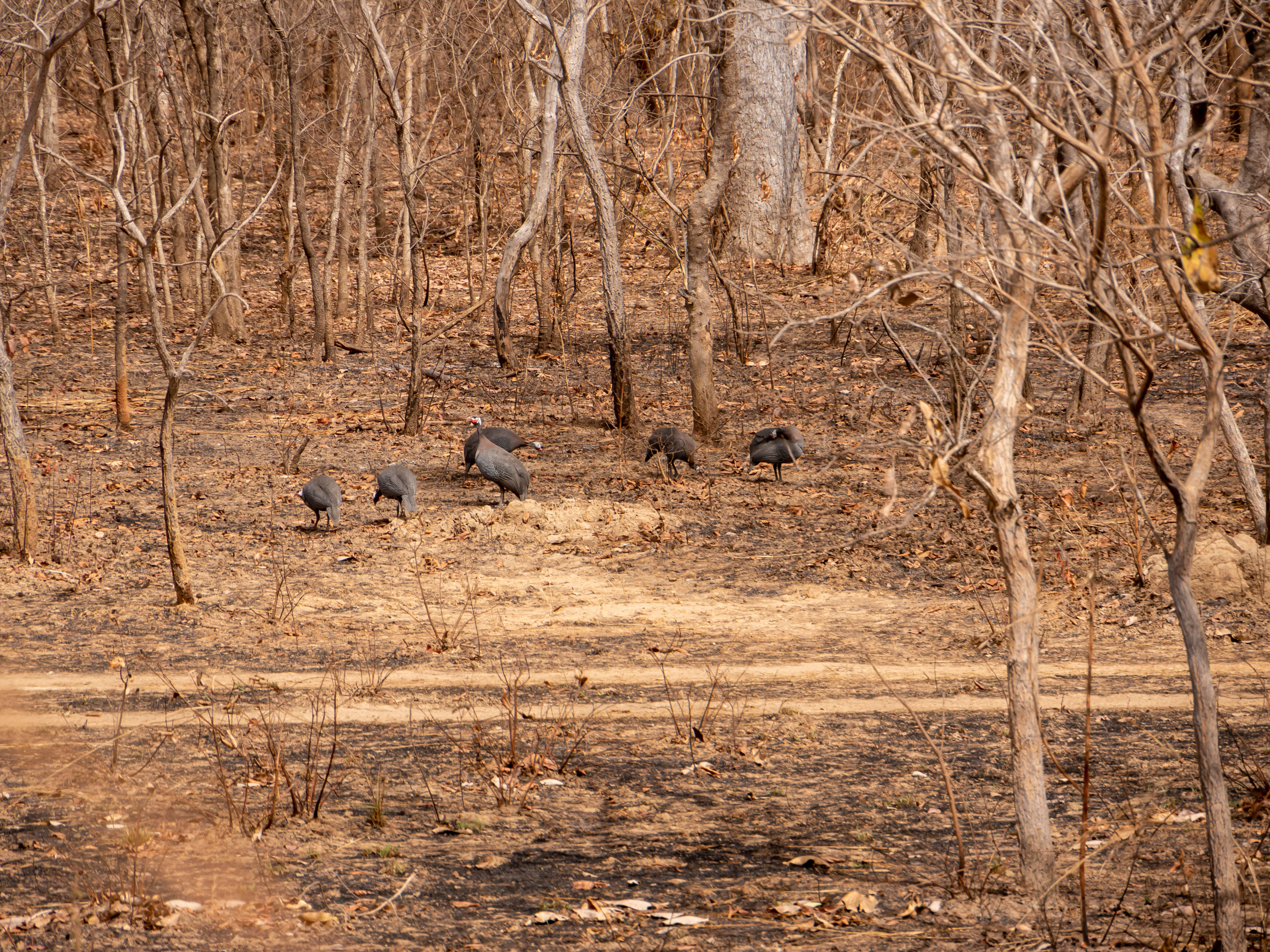 Image of guineafowls