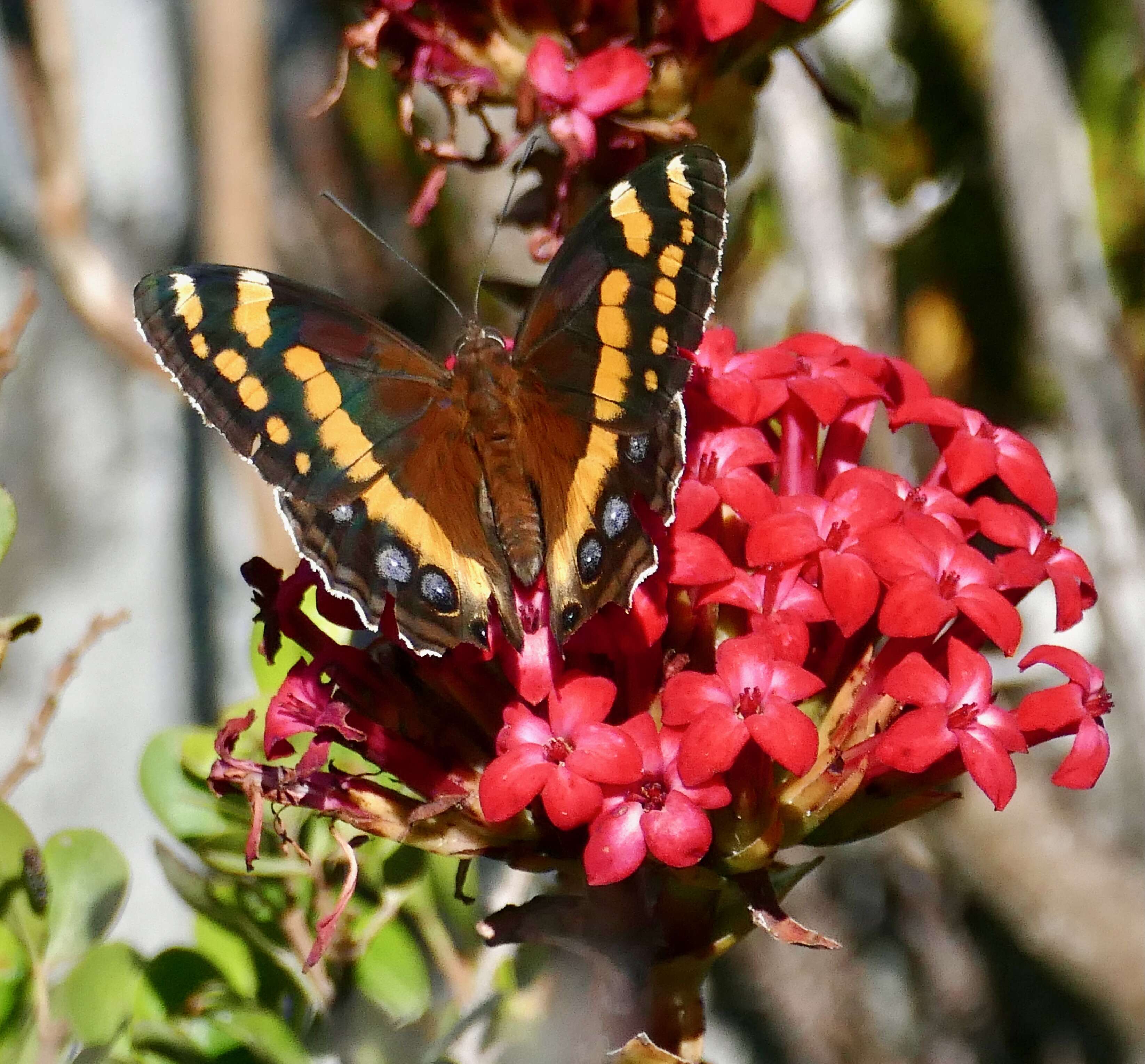 Imagem de Aeropetes tulbaghia