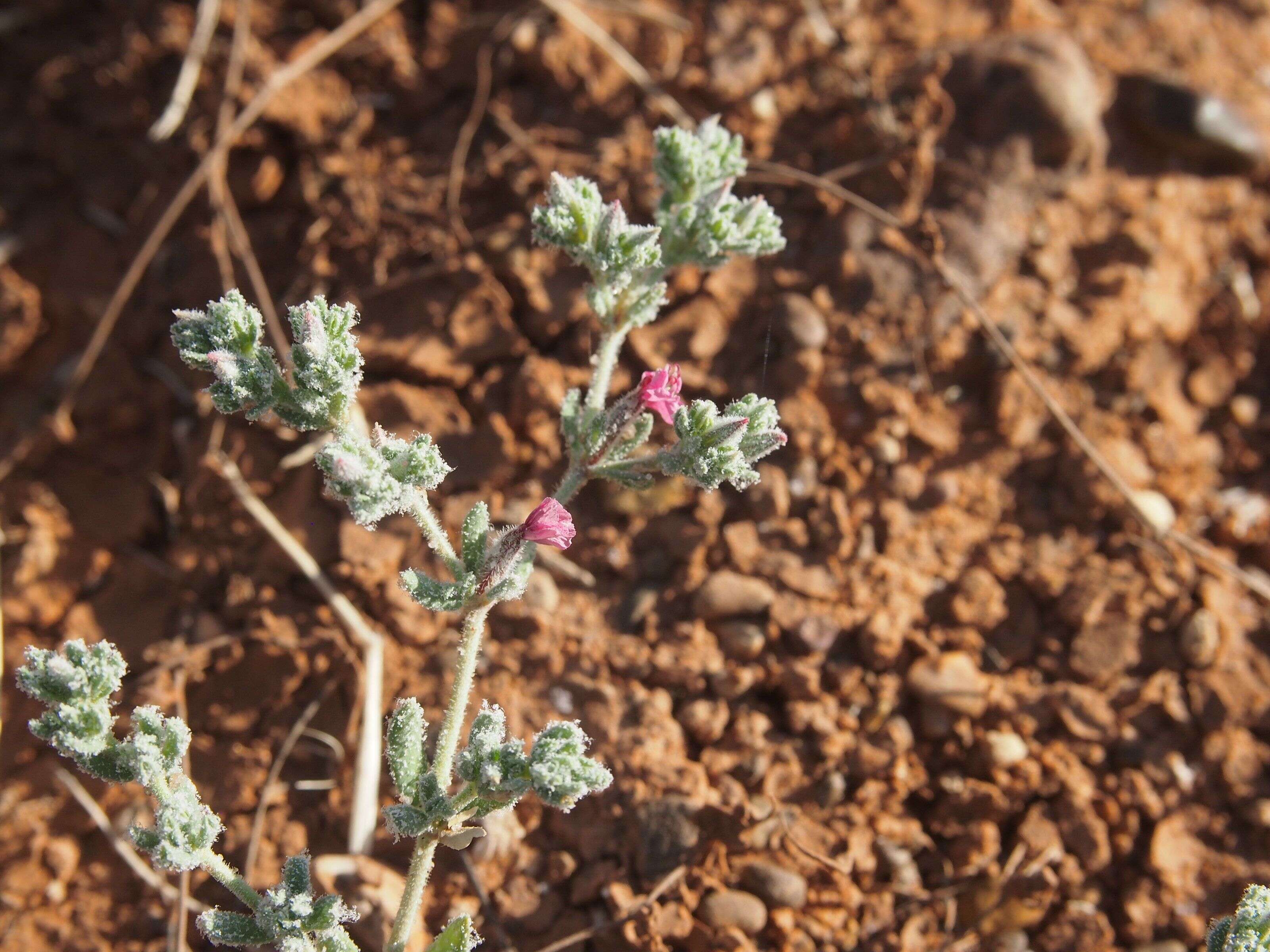 Image of Frankenia serpyllifolia Lindley