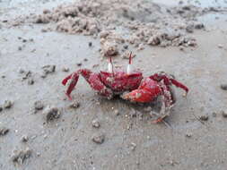 Image of red ghost crab