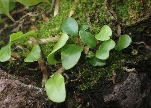 Image de Microgramma lycopodioides (L.) Copel.