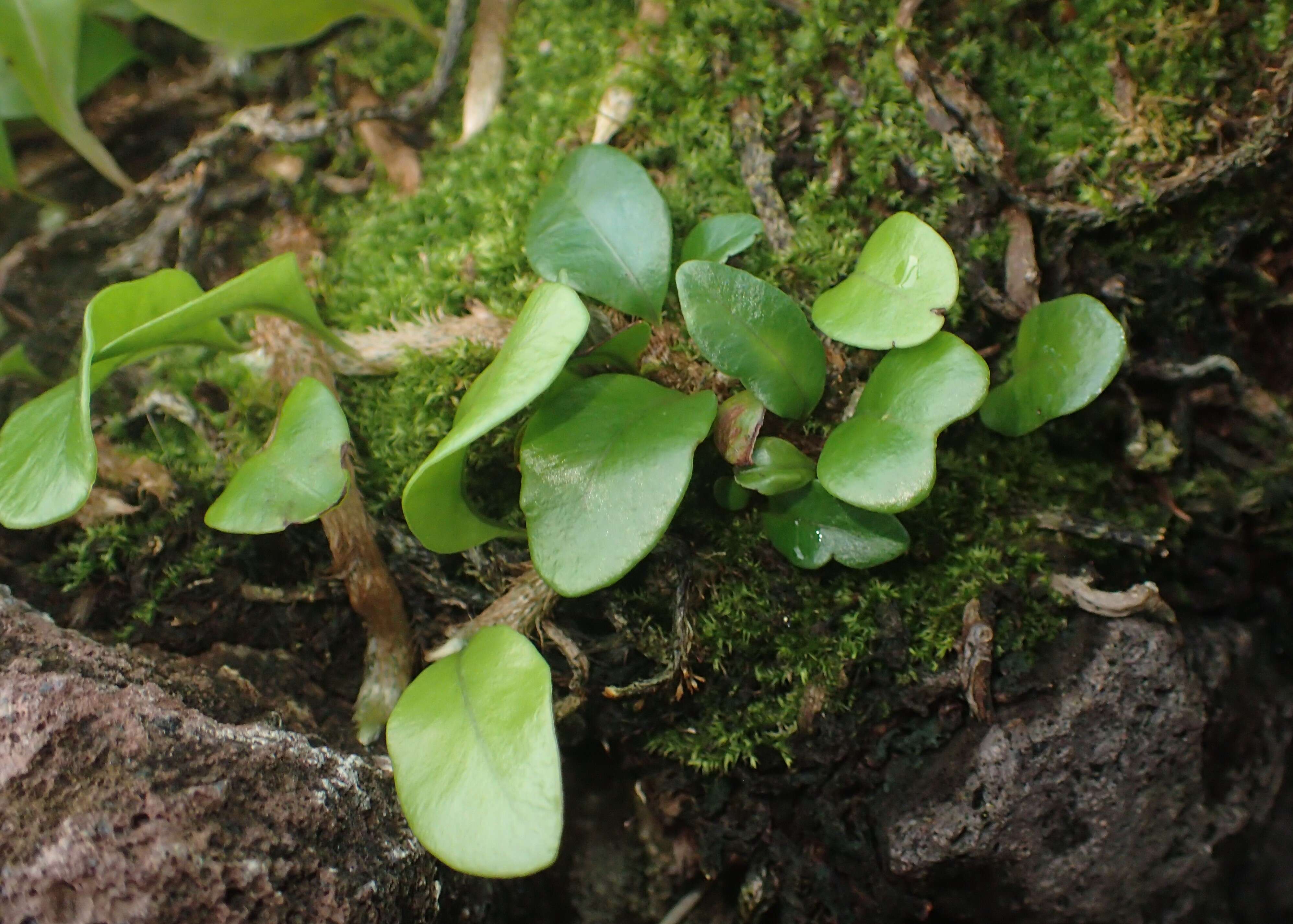 Image de Microgramma lycopodioides (L.) Copel.