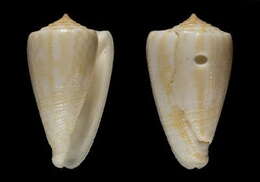 Image of Conus evansi Bondarev 2001