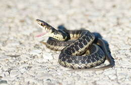 Image of Chicago Garter Snake