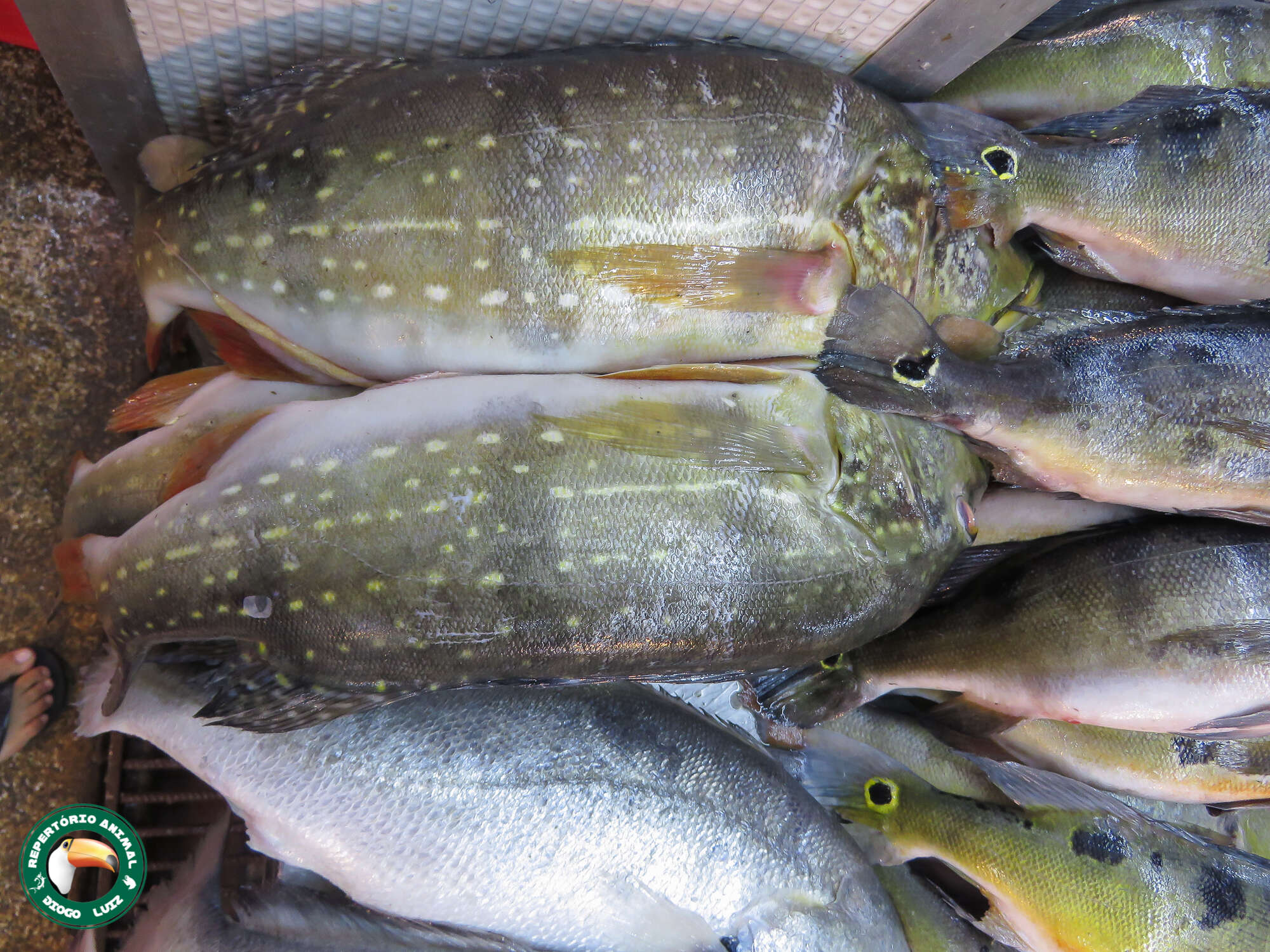 Image of Speckled peacock bass