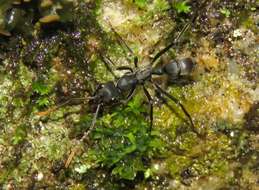 Image of Neoponera