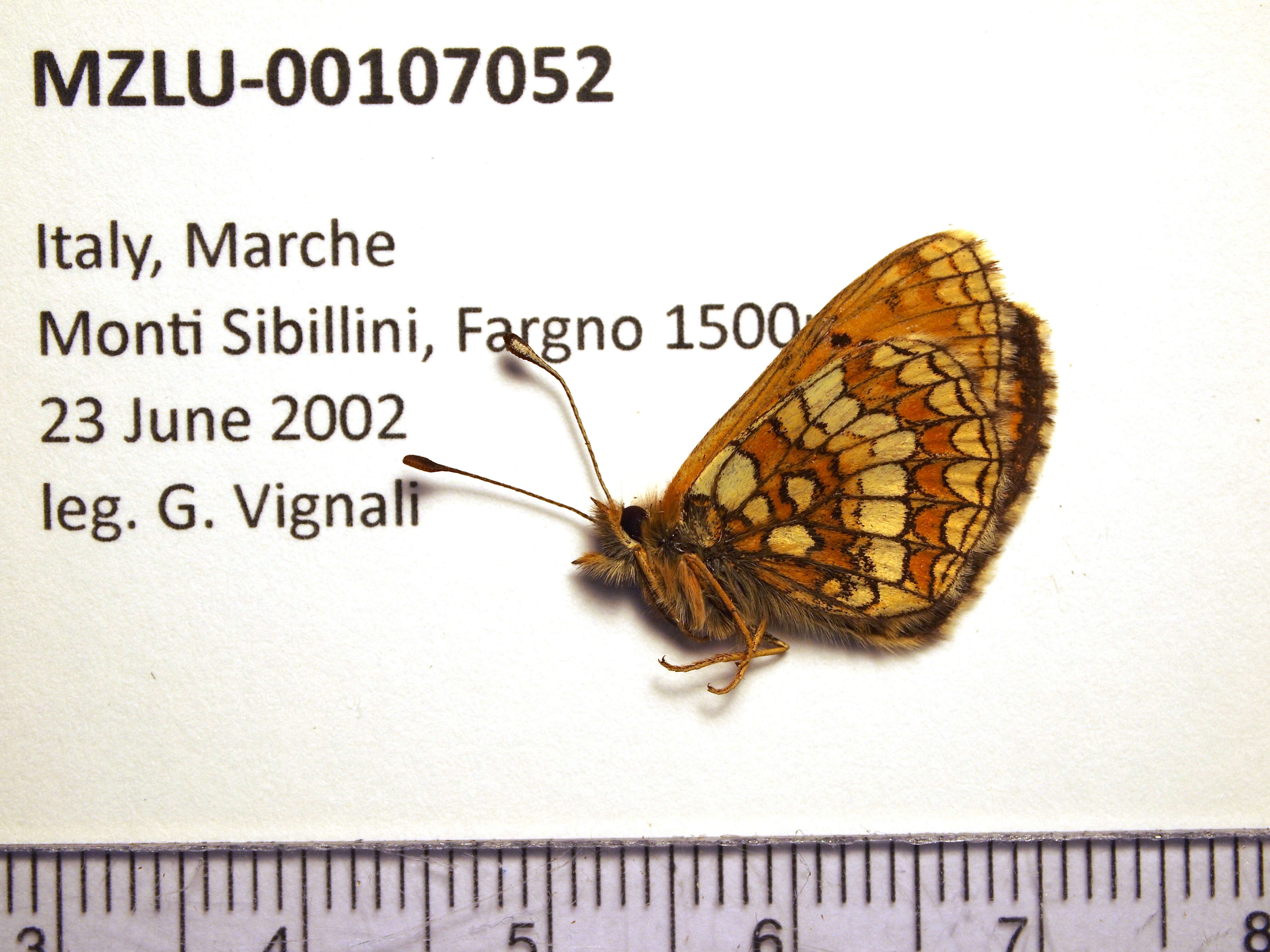 Image of Melitaea varia