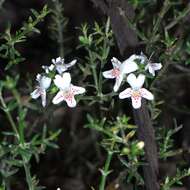 Image of Westringia rigida R. Br.