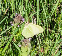 Imagem de Gonepteryx rhamni (Linnaeus 1758)