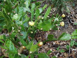 Image of Common Pricklypear