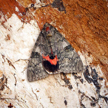 Image of red underwing