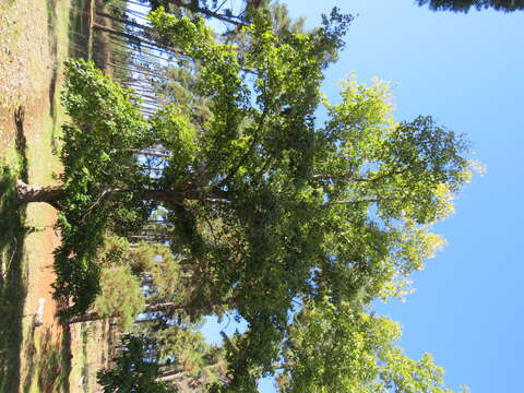 Image of Yunnan poplar