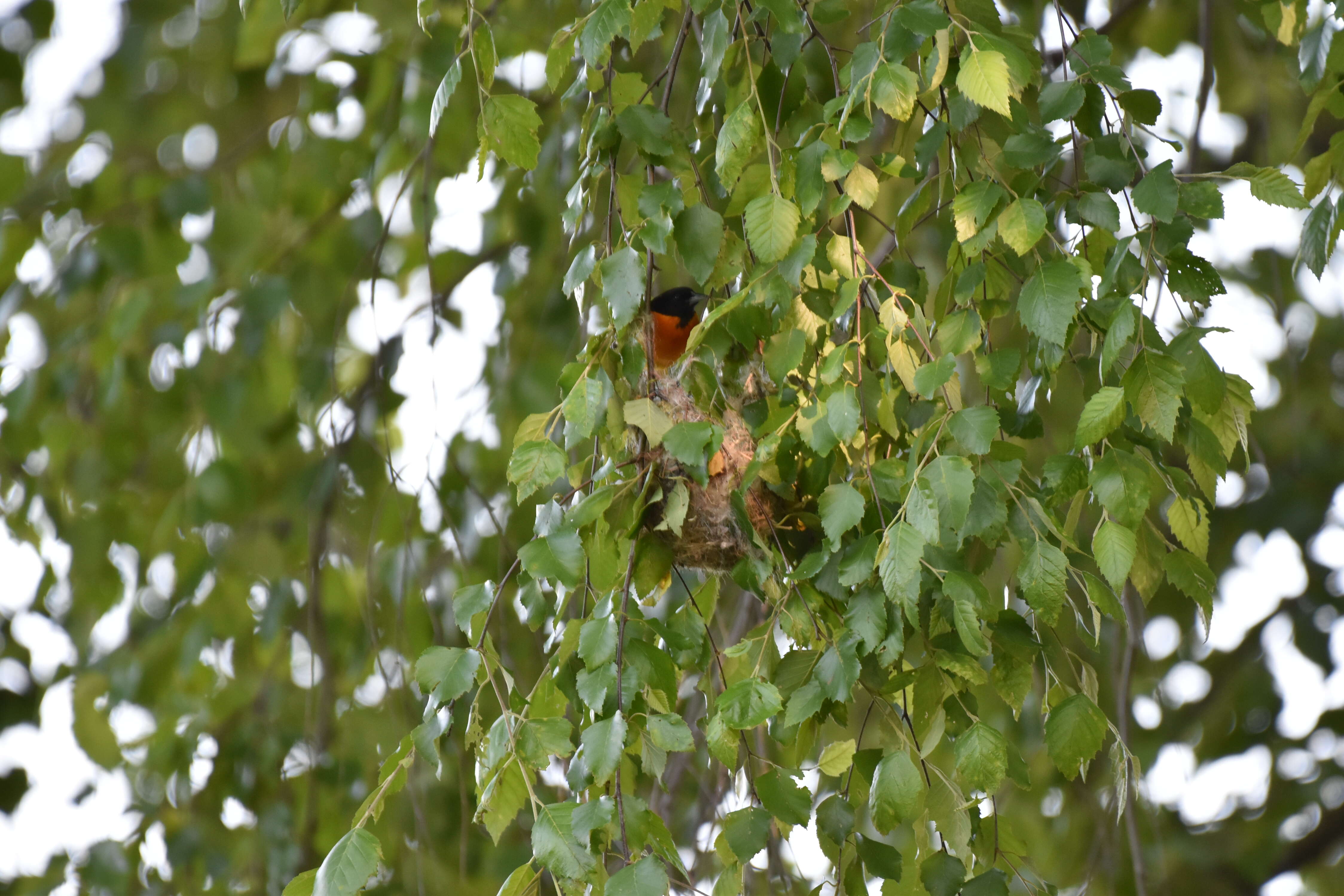 Image of Baltimore Oriole