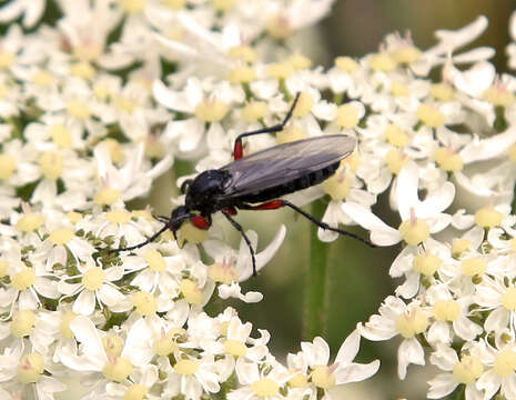 Imagem de Bibio pomonae (Fabricius 1775)