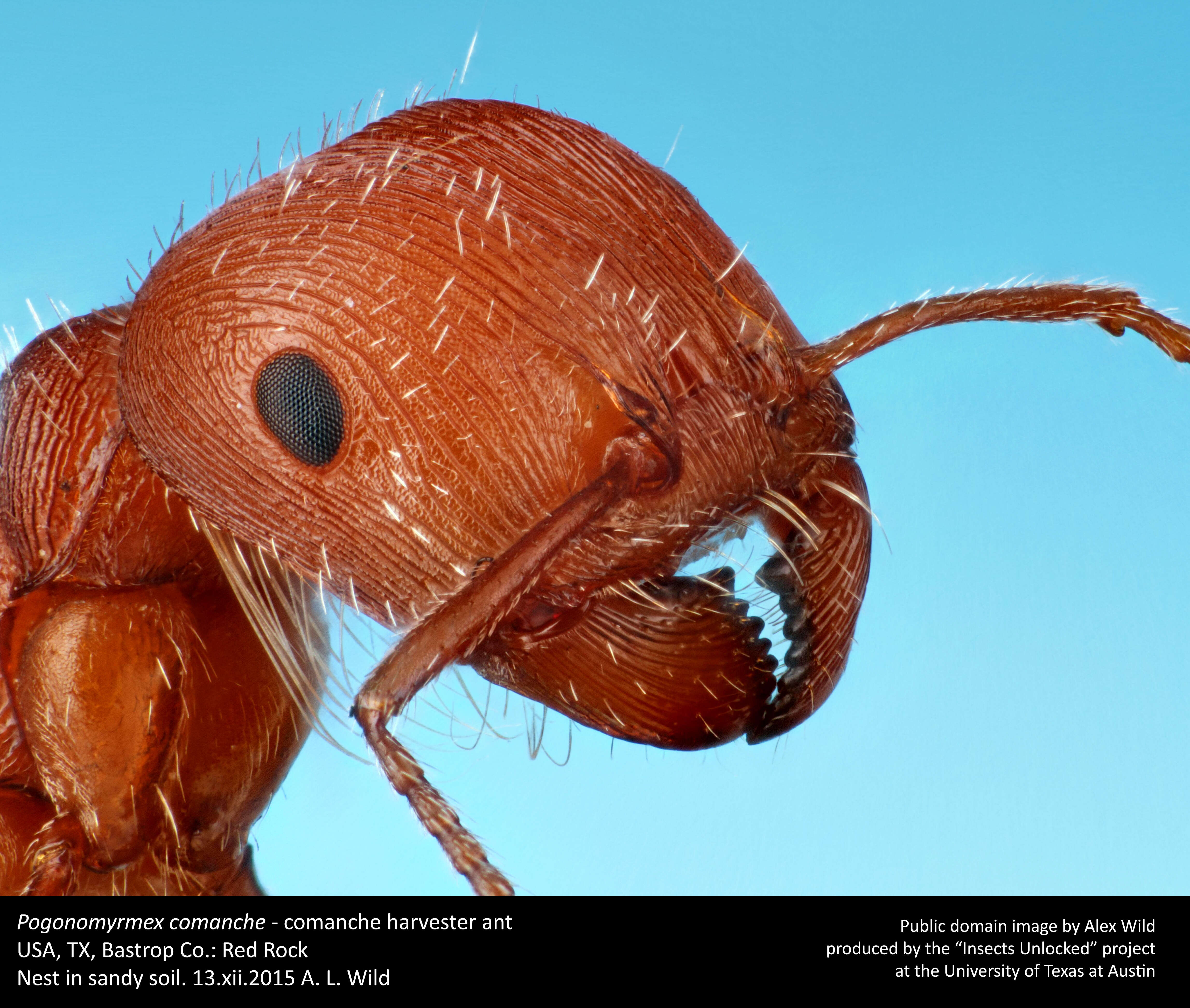 Image of Pogonomyrmex comanche Wheeler 1902