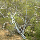Sivun Leptospermum purpurascens J. Thompson kuva