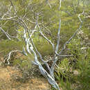 Image de Leptospermum purpurascens J. Thompson