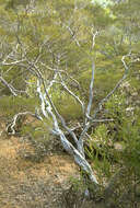 Sivun Leptospermum purpurascens J. Thompson kuva