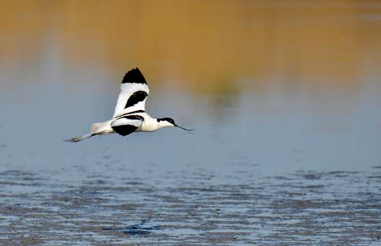 Image of avocet, pied avocet