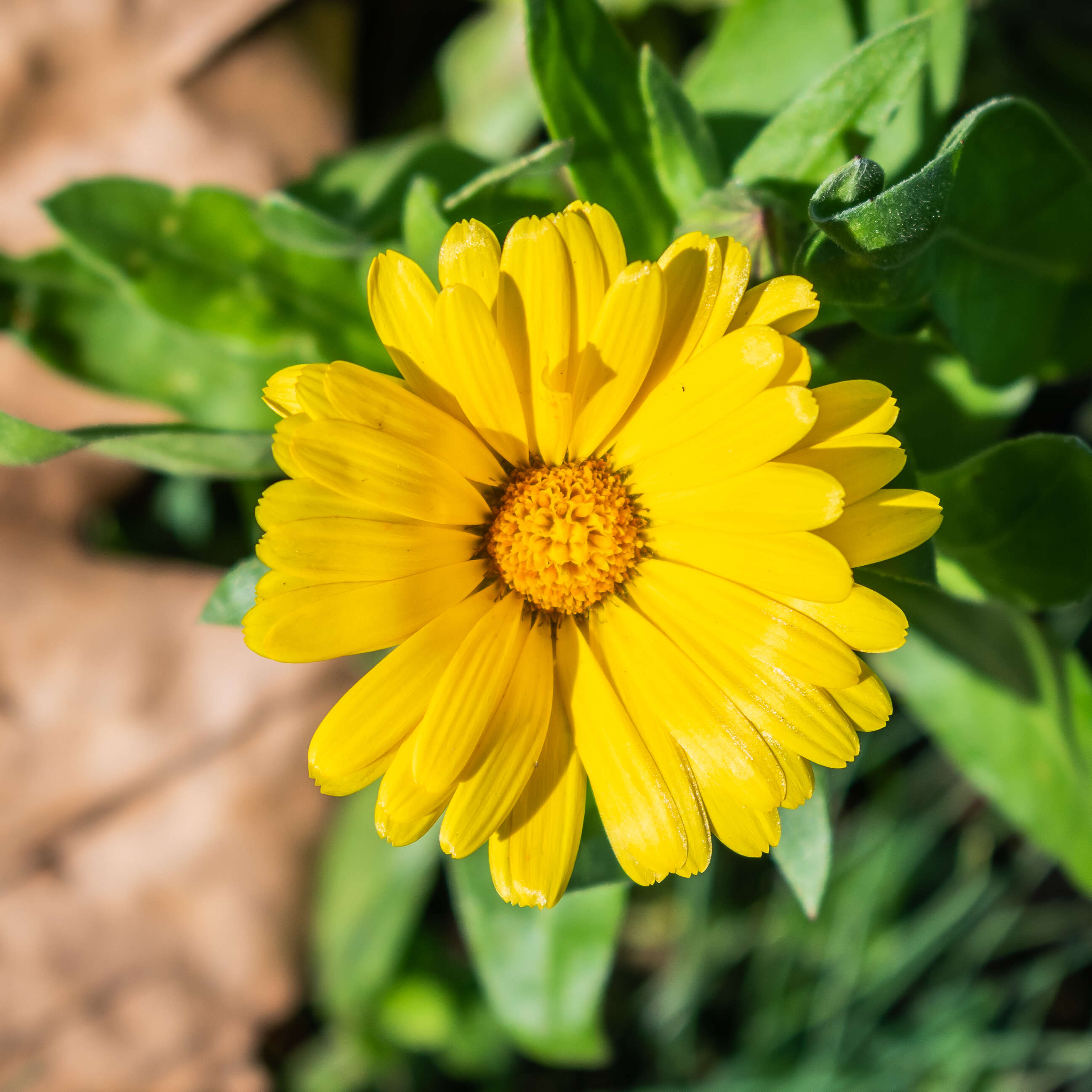 Image of pot marigold