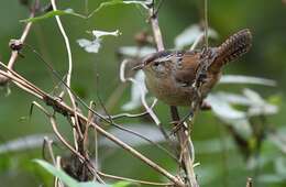 Image of Marsh Wren