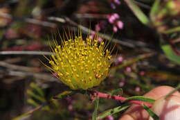 Imagem de Leucospermum gracile (Salisb. ex Knight) Rourke