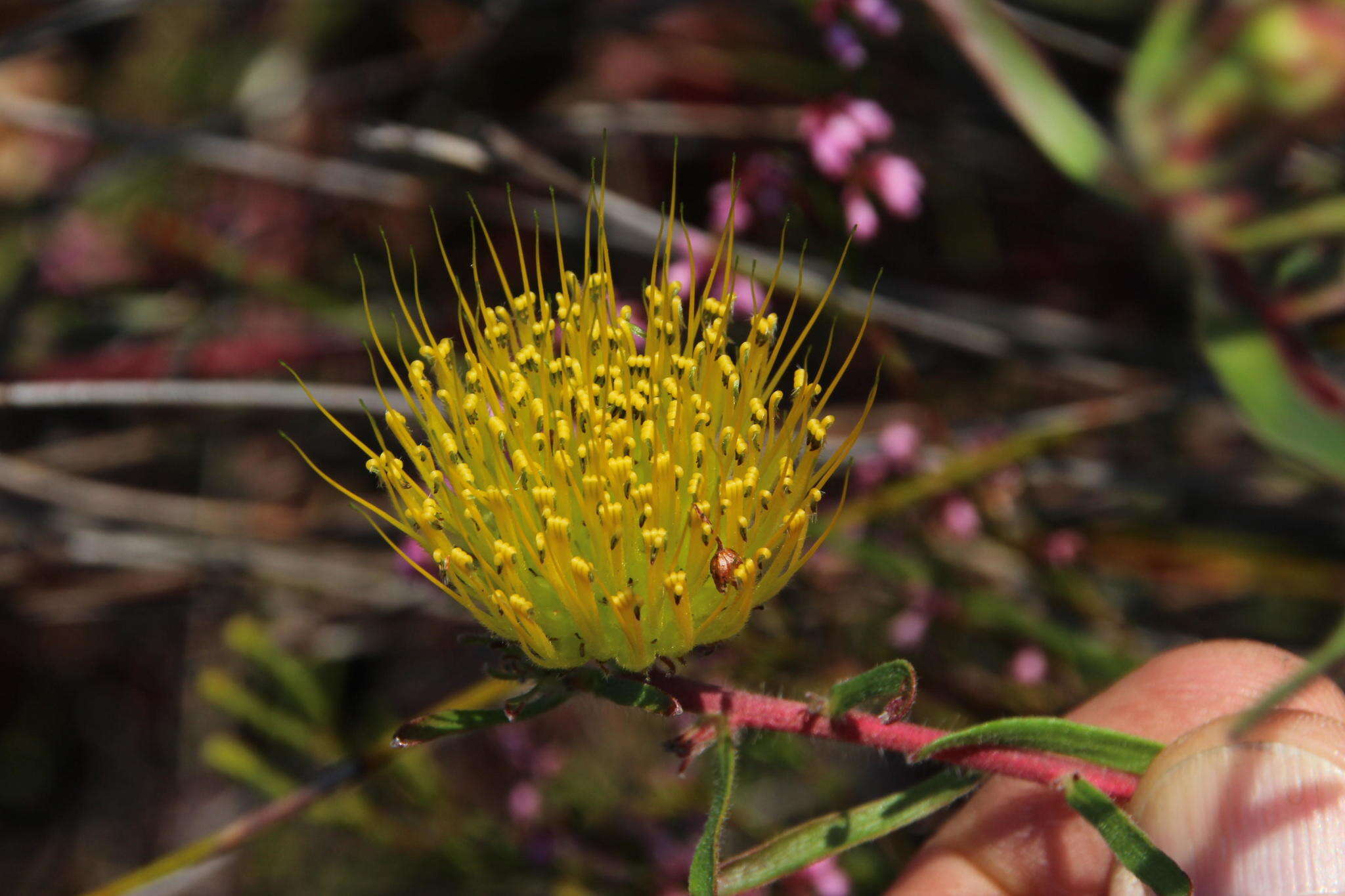 Imagem de Leucospermum gracile (Salisb. ex Knight) Rourke