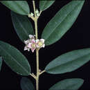 Image of Boronia lanceolata F. Müll.