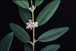 Image of Boronia lanceolata F. Müll.