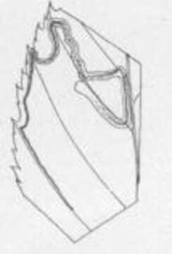 Image of Stigmella villosella (Clemens 1861) Newton et al. 1982